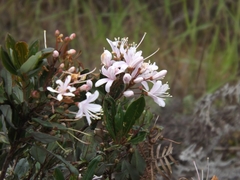 Bejaria