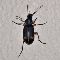 Chlaenius flaviguttatus