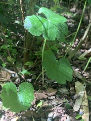 Hydrocotyle chamaemorus