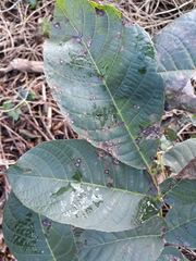 Ophiognomonia leptostyla