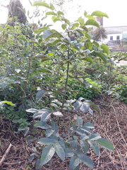 Ophiognomonia leptostyla
