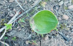 Eriospermum pubescens