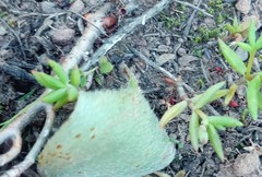 Eriospermum pubescens