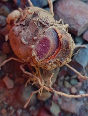 Eriospermum pubescens