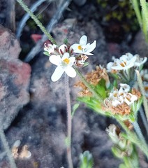 Phyllopodium rustii