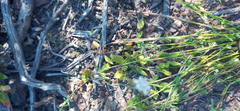 Phyllopodium rustii
