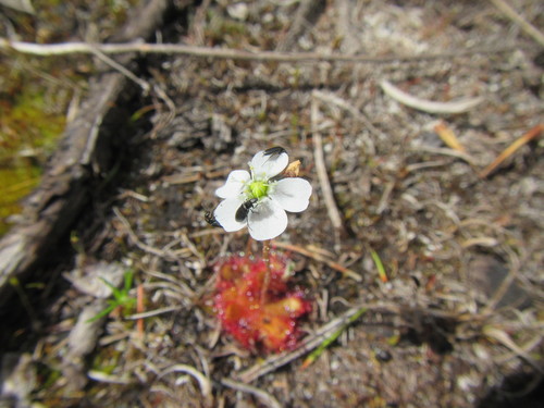 Drosera trinervia