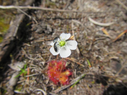Drosera trinervia