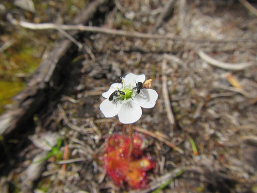 Drosera trinervia