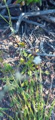 Phyllopodium rustii