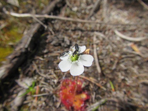 Drosera trinervia