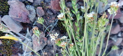 Phyllopodium rustii