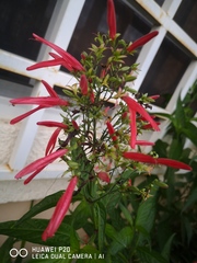 Dianthera secunda