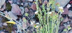 Phyllopodium rustii