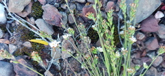 Phyllopodium rustii