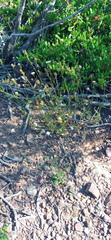 Phyllopodium rustii