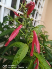 Dianthera secunda