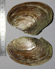 Potamilus ohiensis