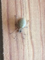 Cheiracanthium inclusum