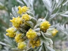 Artemisia umbelliformis