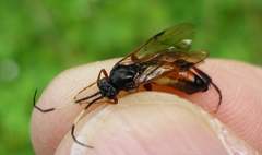 Euura insignis