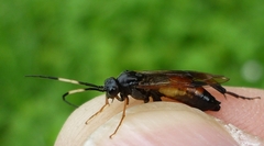Euura insignis
