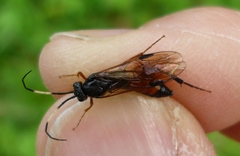 Euura insignis