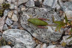Epipodisma pedemontana