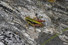 Epipodisma pedemontana