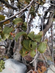 Nothofagus macrocarpa