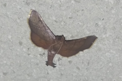 Hypsopygia pernigralis