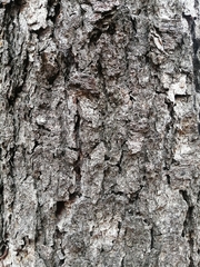 Nothofagus macrocarpa