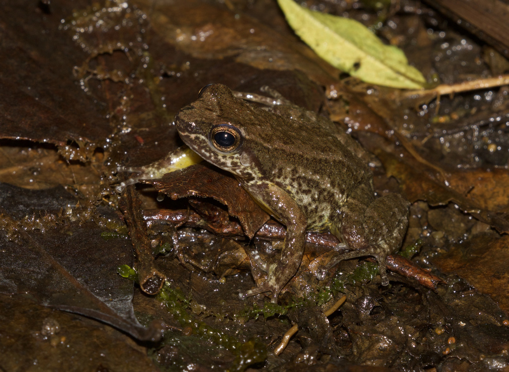 Yacambu Poison Frog