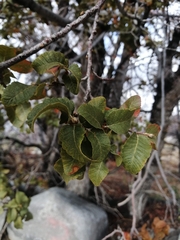 Nothofagus macrocarpa
