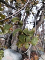 Nothofagus macrocarpa