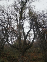 Nothofagus macrocarpa