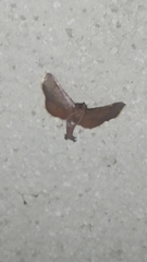 Hypsopygia pernigralis