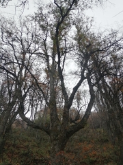 Nothofagus macrocarpa