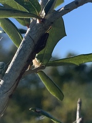 Tetragnatha versicolor