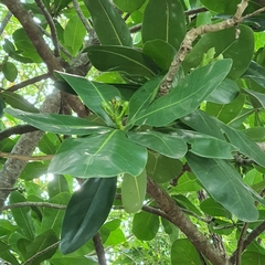 Barringtonia asiatica
