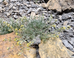Artemisia umbelliformis