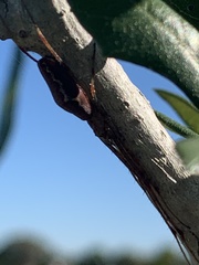 Tetragnatha versicolor