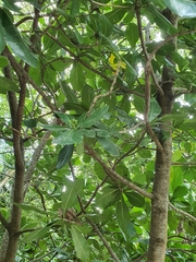 Barringtonia asiatica