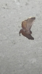 Hypsopygia pernigralis