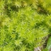 Golden Feather-Moss - Photo (c) Jonathan Hughes, some rights reserved (CC BY-NC), uploaded by Jonathan Hughes