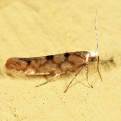 Argyresthia alternatella