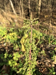 Urtica dioica