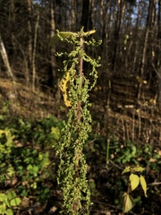 Urtica dioica