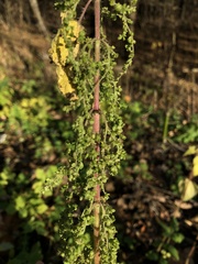 Urtica dioica