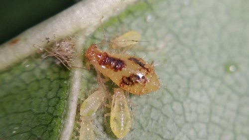 Norway maple aphid